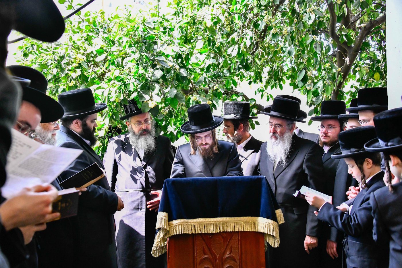 האדמו"ר מסאדיגורה בברכת האילנות 