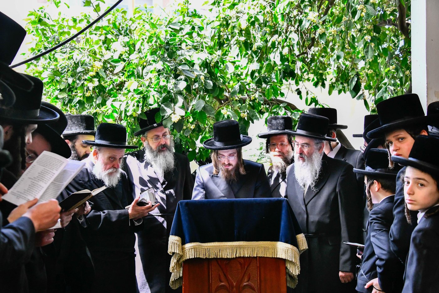 האדמו"ר מסאדיגורה בברכת האילנות 