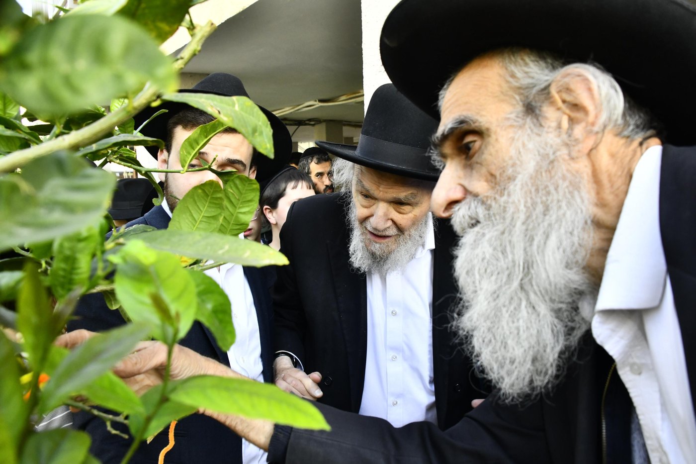 הגרמ"ה הירש בברכת האילנות
