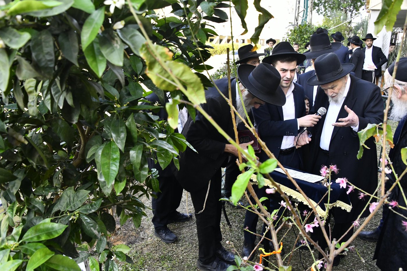 הגרמ"ה הירש בברכת האילנות