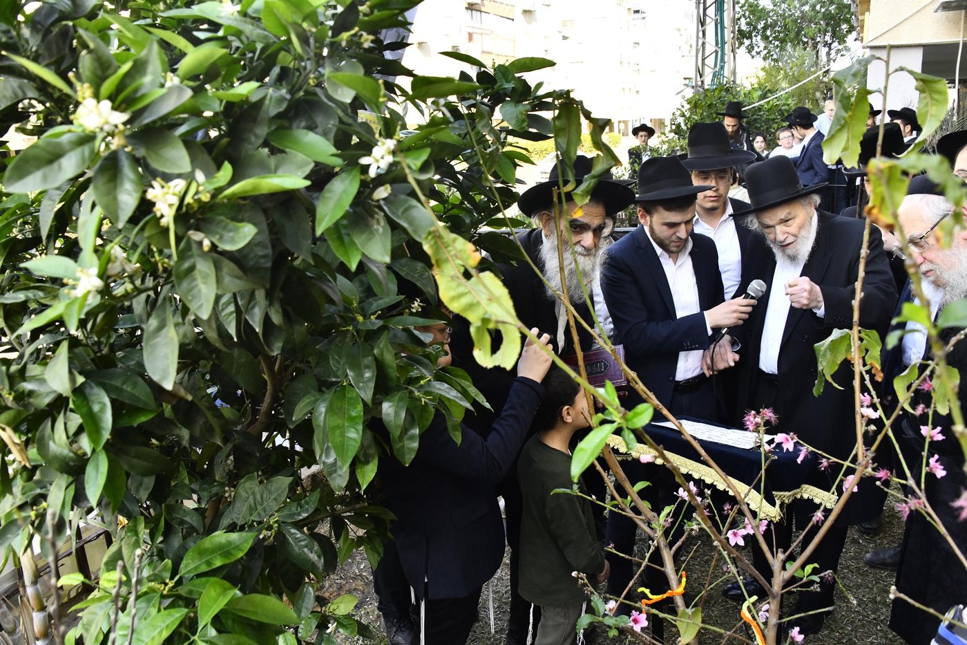 הגרמ"ה הירש בברכת האילנות