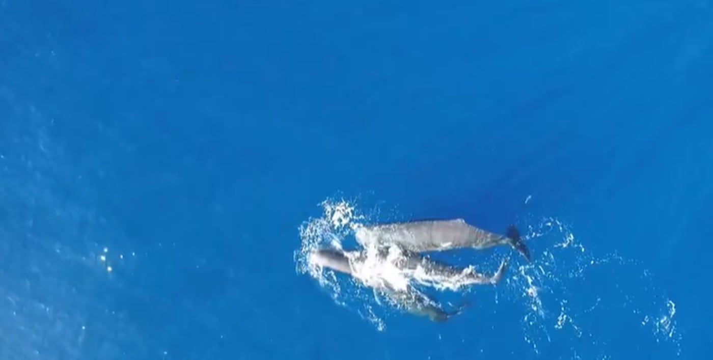 לווייתנים מסוג ראשתן גדול ראש כשהם מתנגשים זה בזה