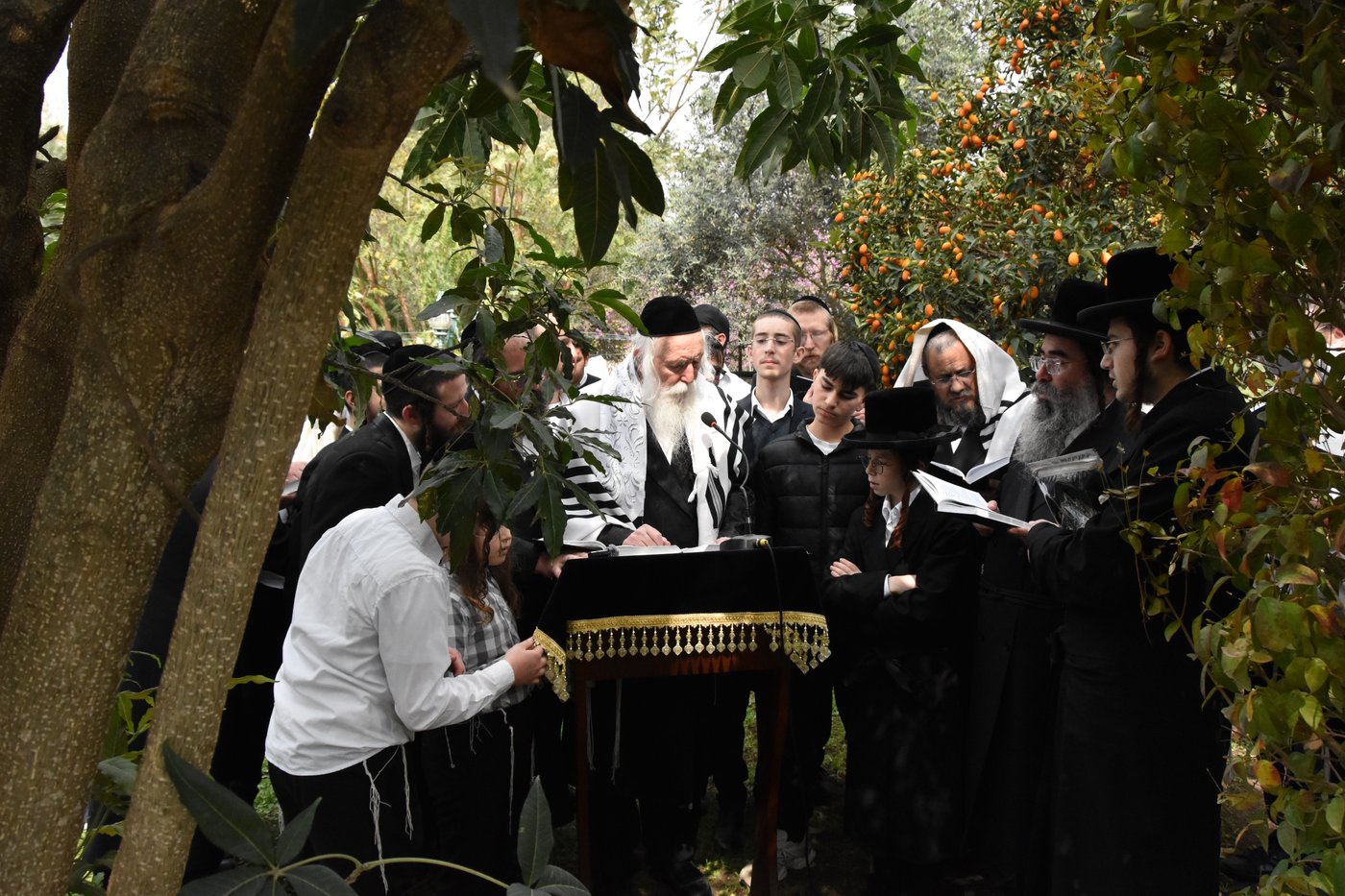 הגרי"ד גרוסמן בברכת האילנות