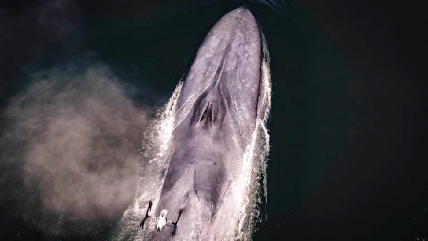 הרחפן מעל ללוויתן