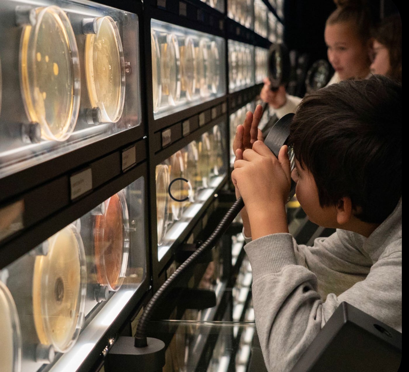 מיקרובים חיים בתוך צלחות פטרי ומבחנות - בתצוגה של גן החיות