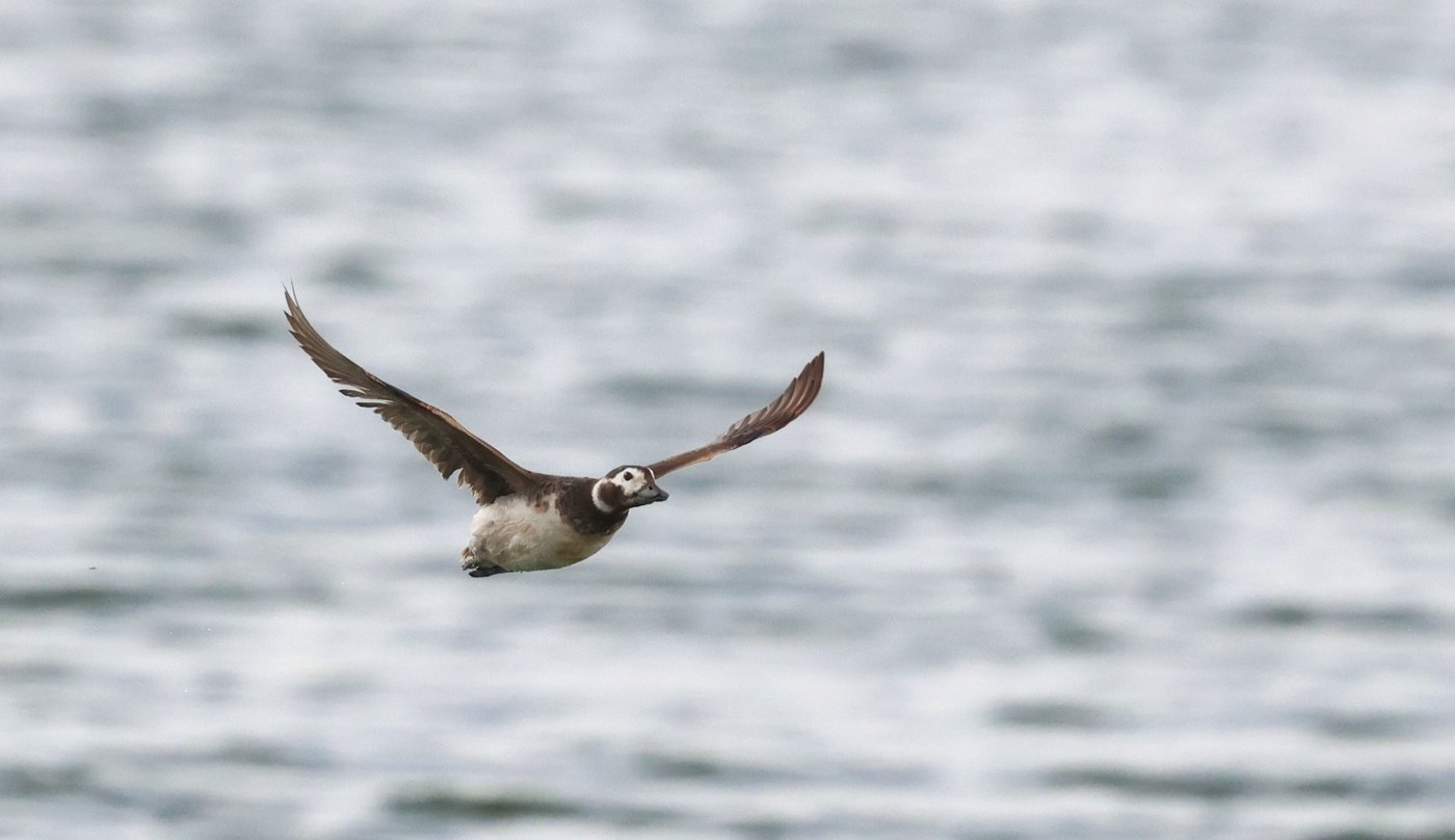 הברווז הנדיר