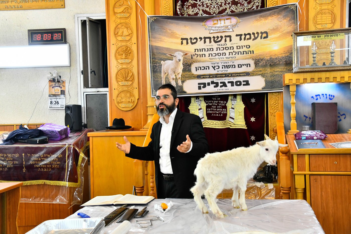 מעמד שחיטת גדי בבני ברק