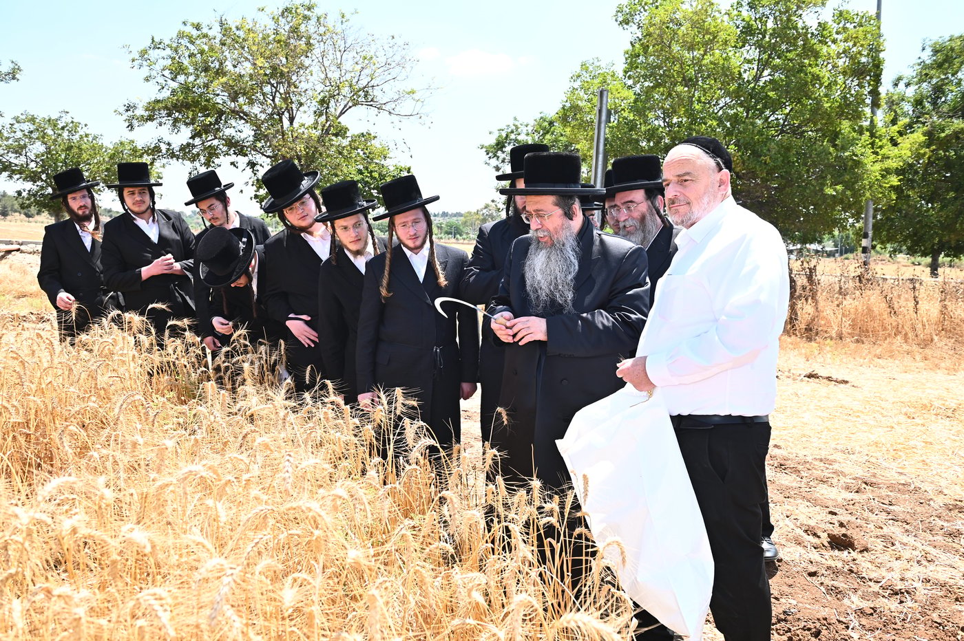 האדמו"ר משבט הלוי בקצירת חיטים