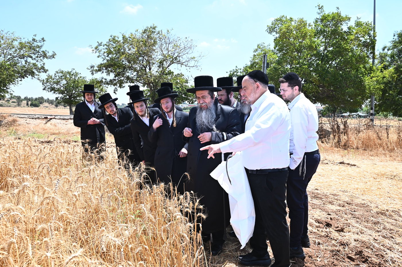 האדמו"ר משבט הלוי בקצירת חיטים