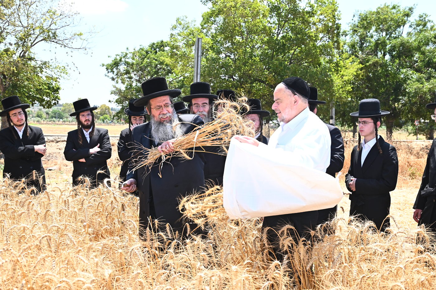 האדמו"ר משבט הלוי בקצירת חיטים