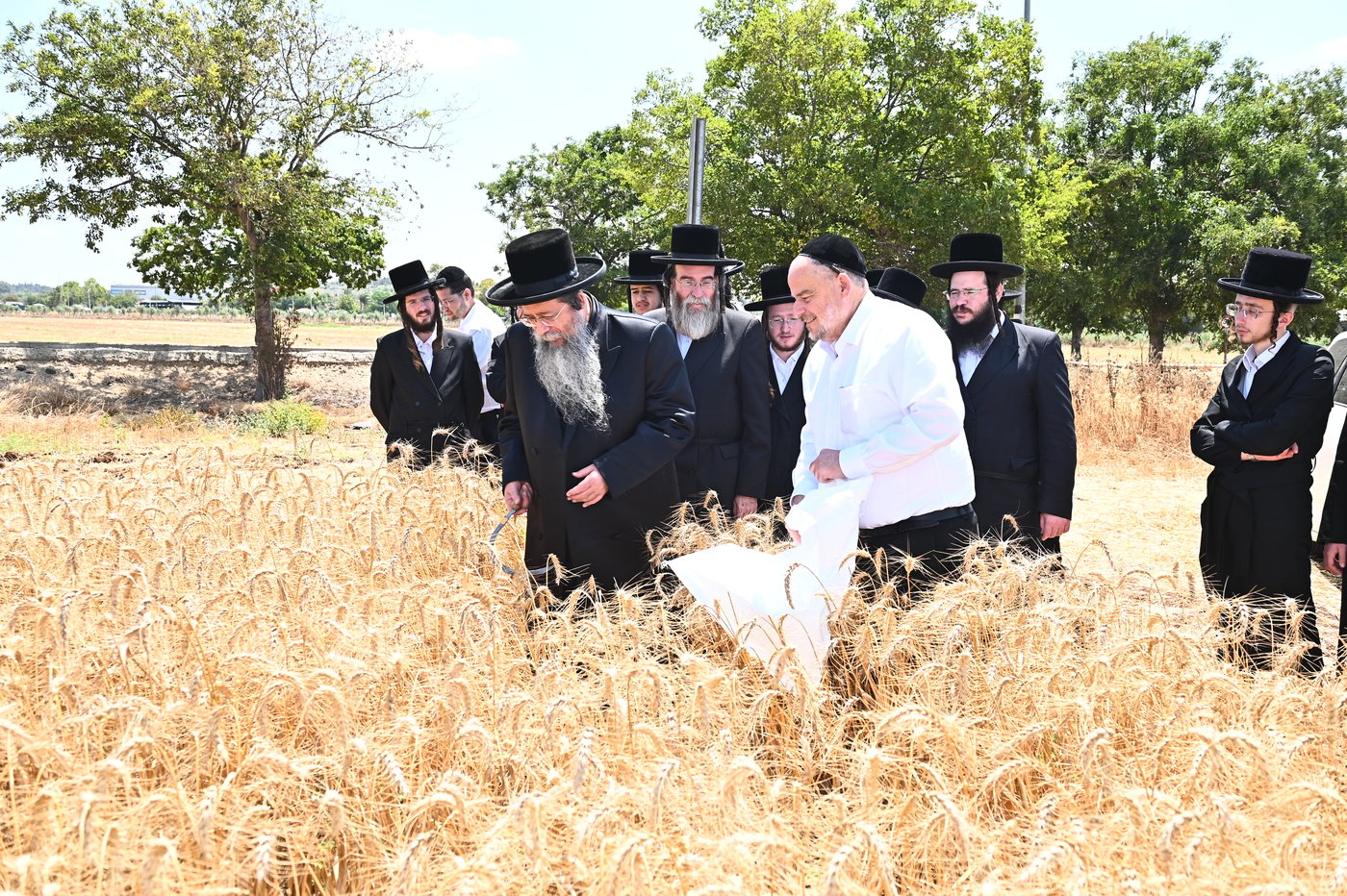 האדמו"ר משבט הלוי בקצירת חיטים