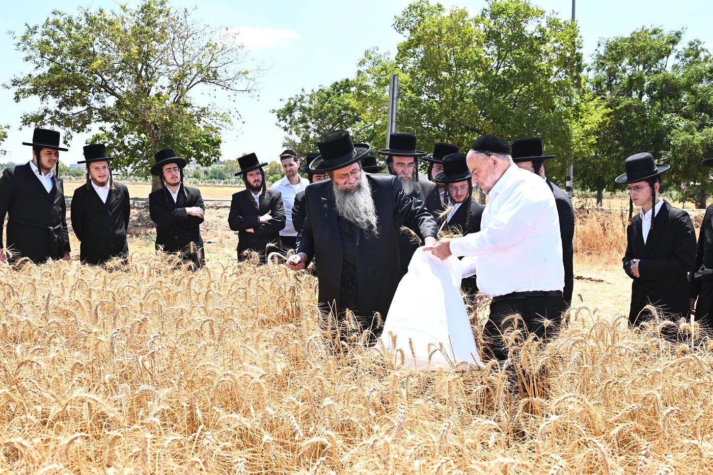 האדמו"ר משבט הלוי בקצירת חיטים