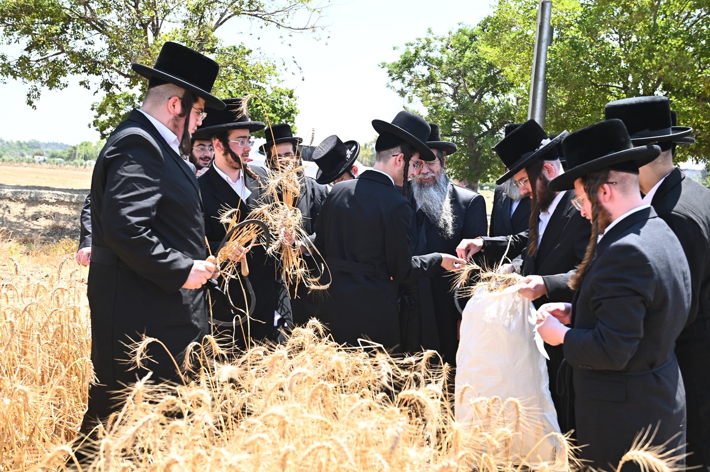האדמו"ר משבט הלוי בקצירת חיטים