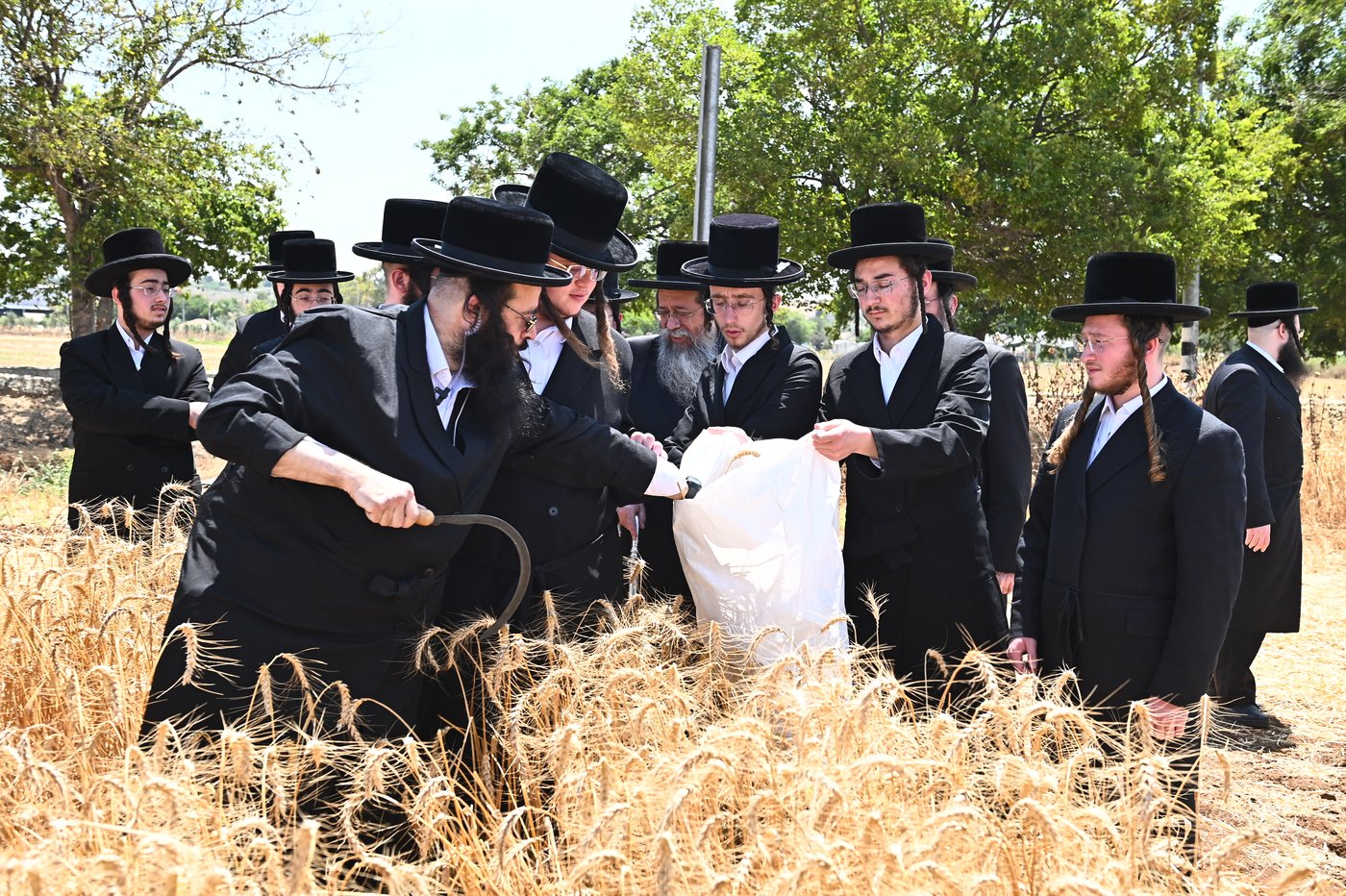 האדמו"ר משבט הלוי בקצירת חיטים