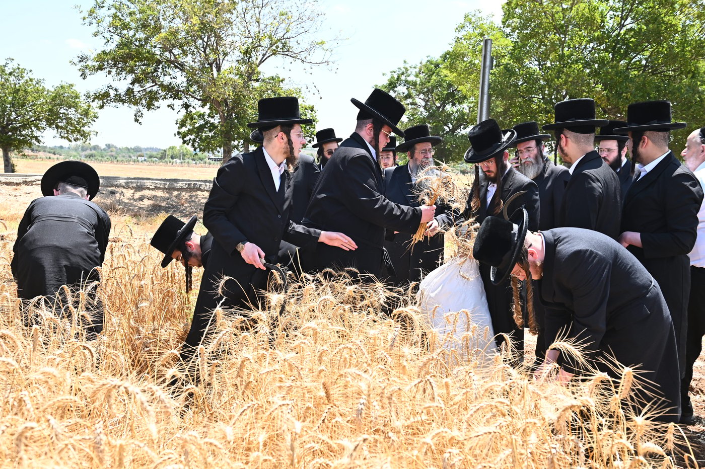 האדמו"ר משבט הלוי בקצירת חיטים