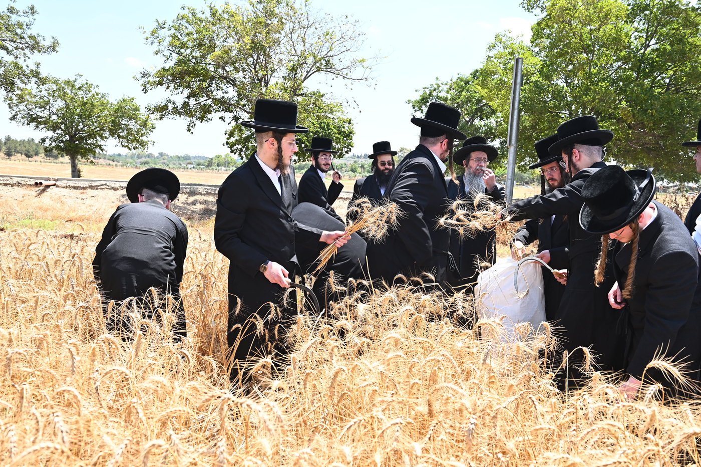 האדמו"ר משבט הלוי בקצירת חיטים