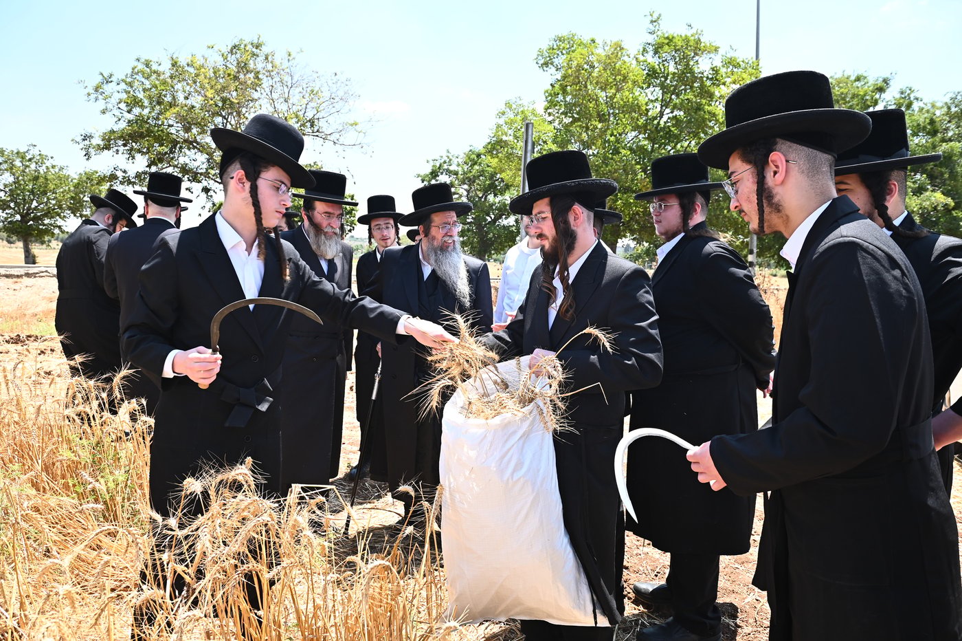 האדמו"ר משבט הלוי בקצירת חיטים