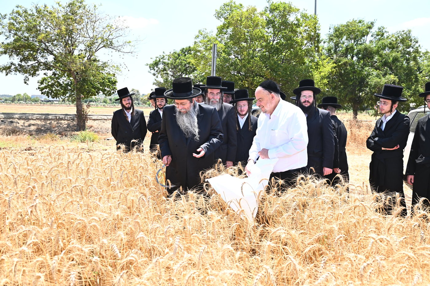 האדמו"ר משבט הלוי בקצירת חיטים