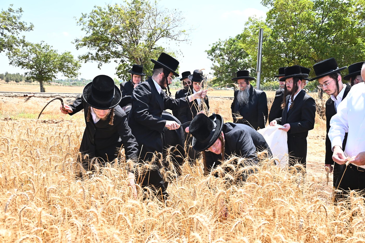 האדמו"ר משבט הלוי בקצירת חיטים