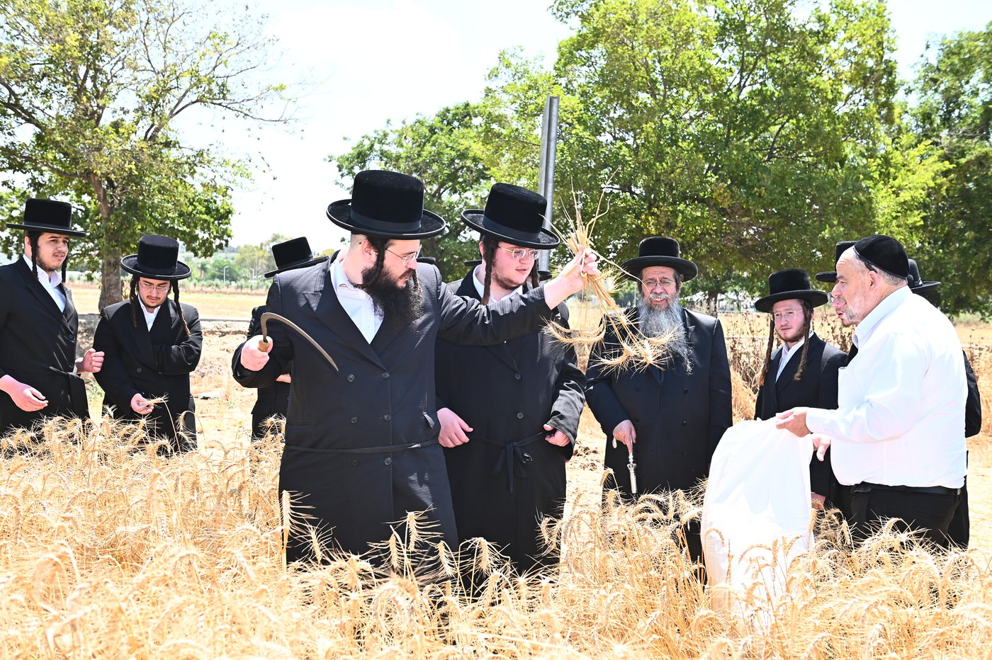 האדמו"ר משבט הלוי בקצירת חיטים