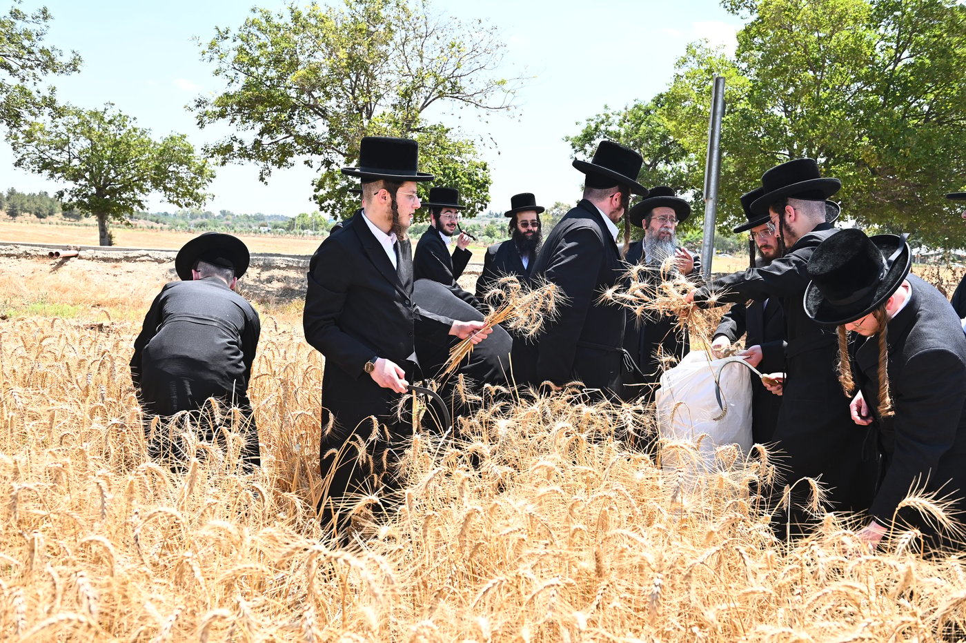 האדמו"ר משבט הלוי בקצירת חיטים