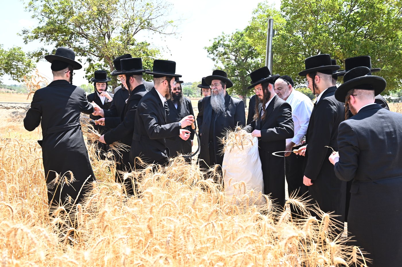 האדמו"ר משבט הלוי בקצירת חיטים