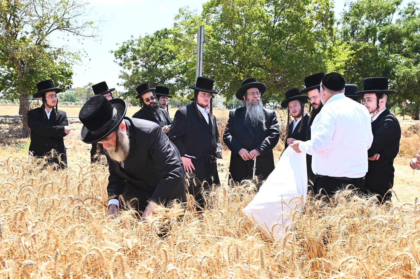 האדמו"ר משבט הלוי בקצירת חיטים