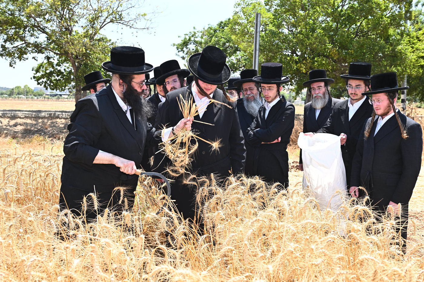 האדמו"ר משבט הלוי בקצירת חיטים