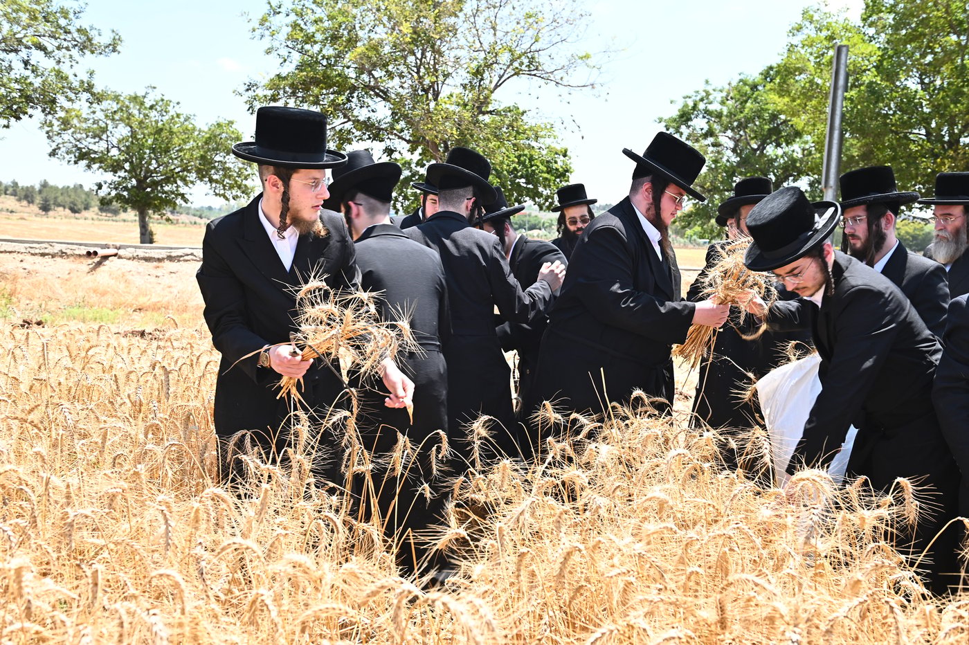האדמו"ר משבט הלוי בקצירת חיטים