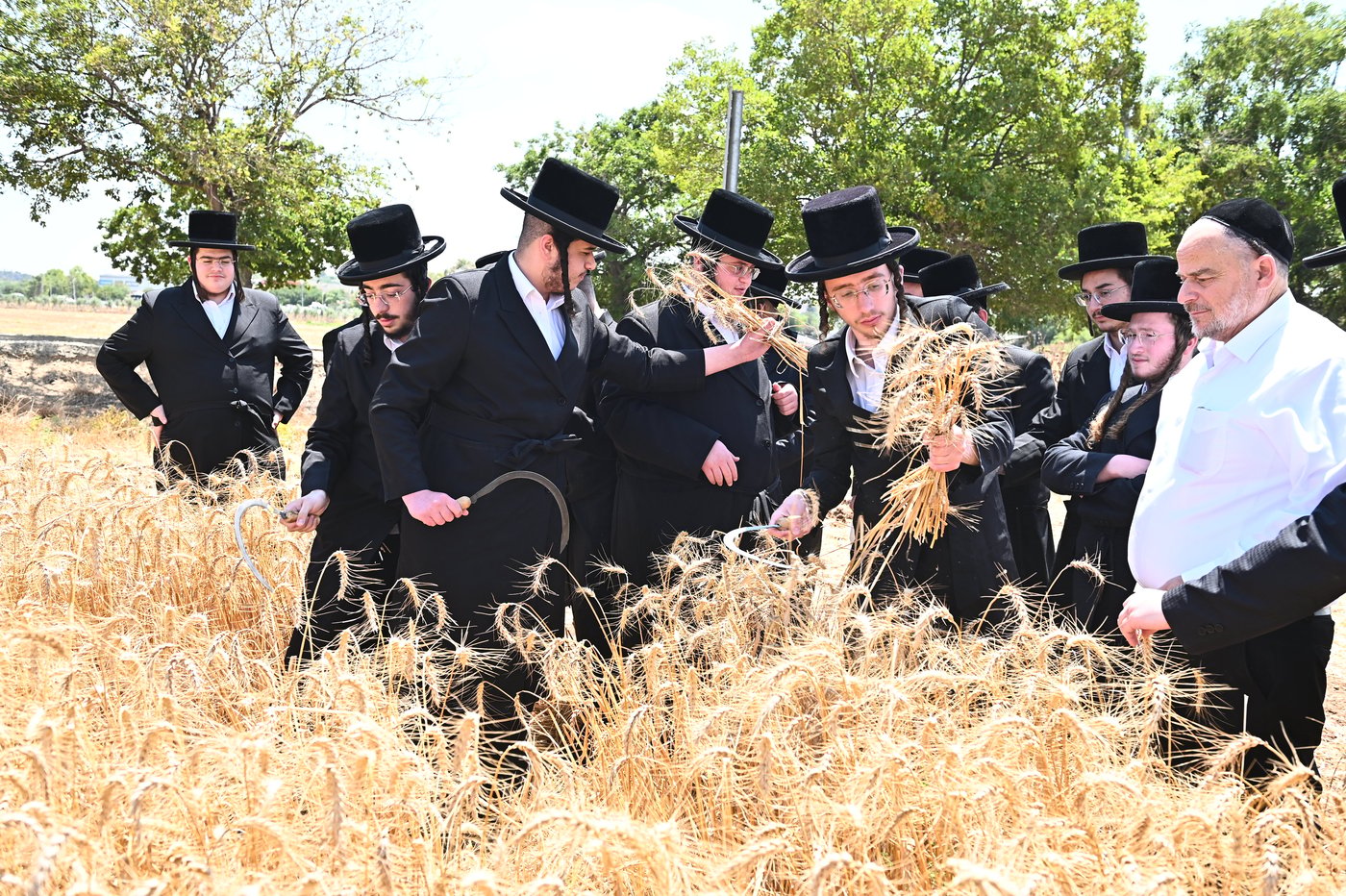האדמו"ר משבט הלוי בקצירת חיטים