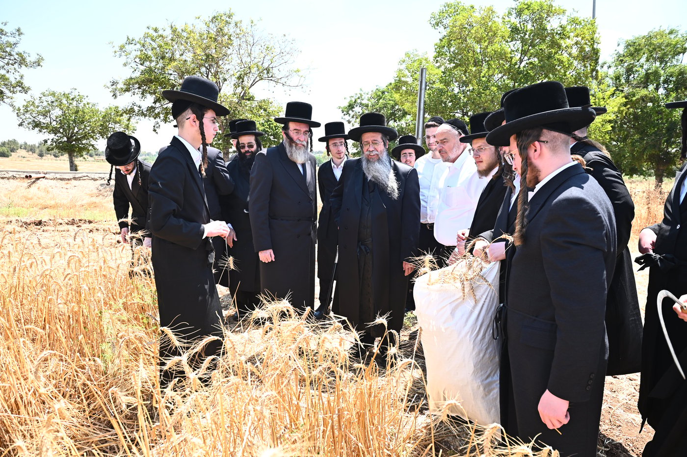 האדמו"ר משבט הלוי בקצירת חיטים