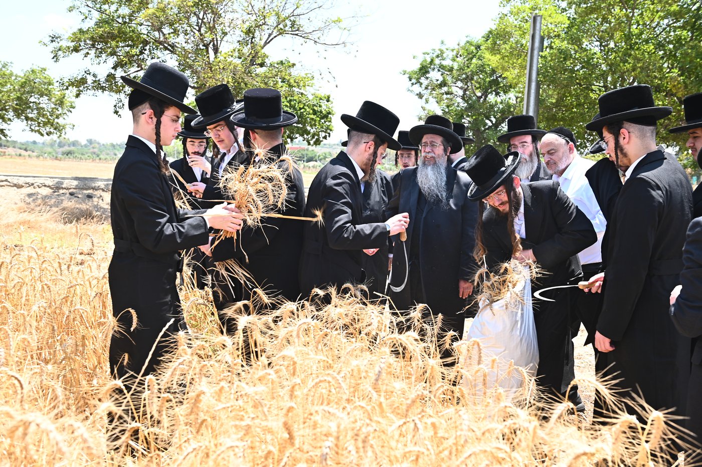 האדמו"ר משבט הלוי בקצירת חיטים
