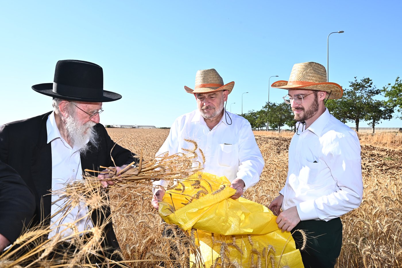 הגרב"ד פוברסקי והגר"ש גלאי בקצירת חיטים