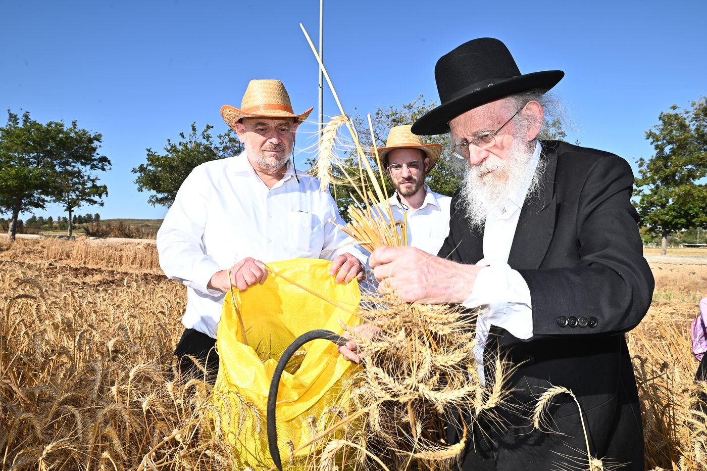 הגרב"ד פוברסקי והגר"ש גלאי בקצירת חיטים