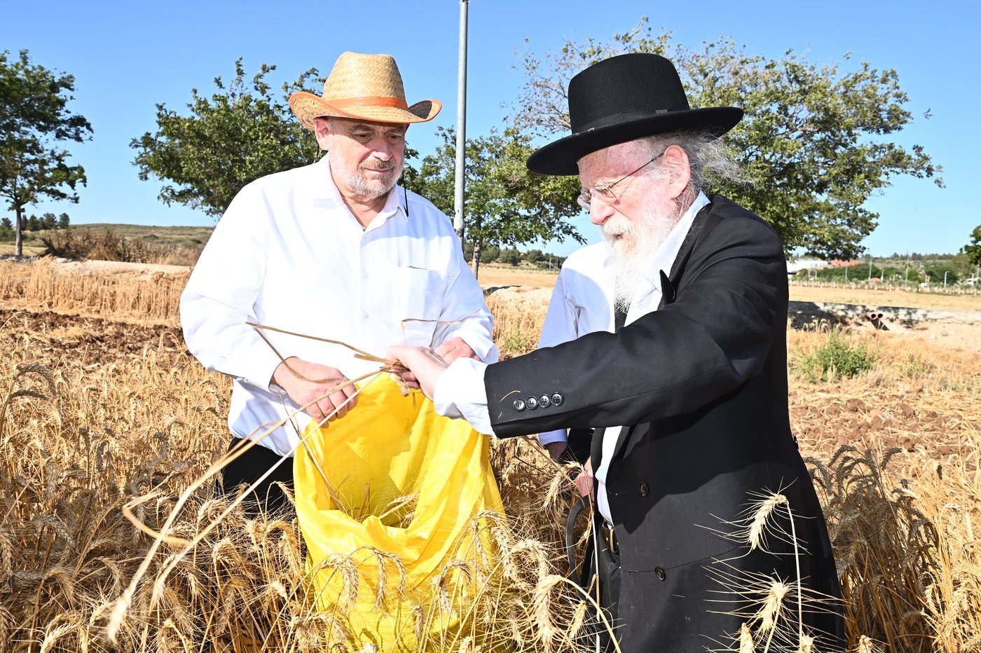 הגרב"ד פוברסקי והגר"ש גלאי בקצירת חיטים