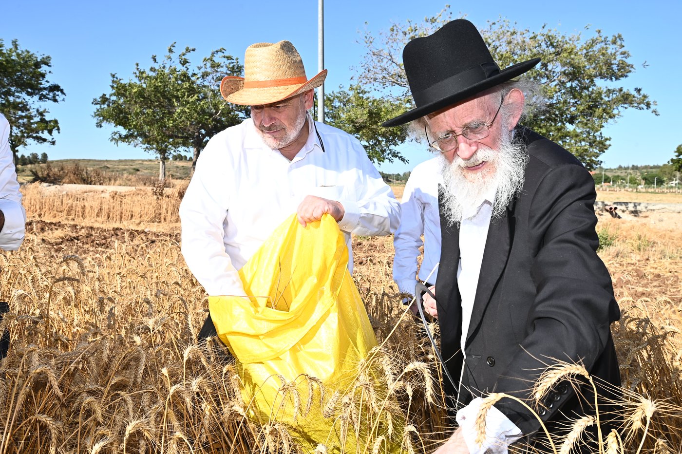 הגרב"ד פוברסקי והגר"ש גלאי בקצירת חיטים