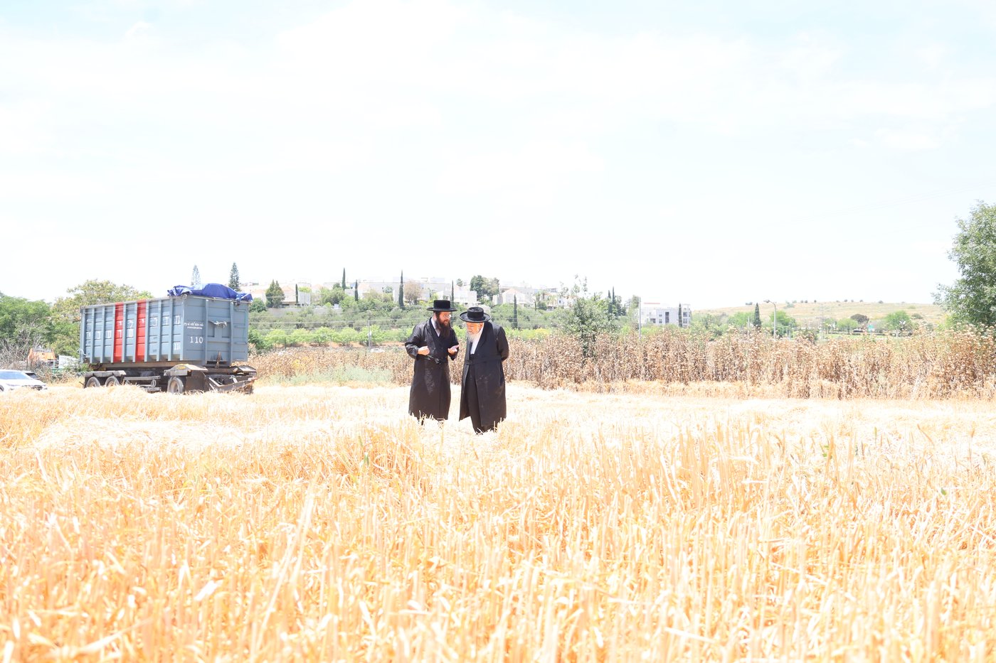 בד"ץ העדה החרדית בקצירת חיטים