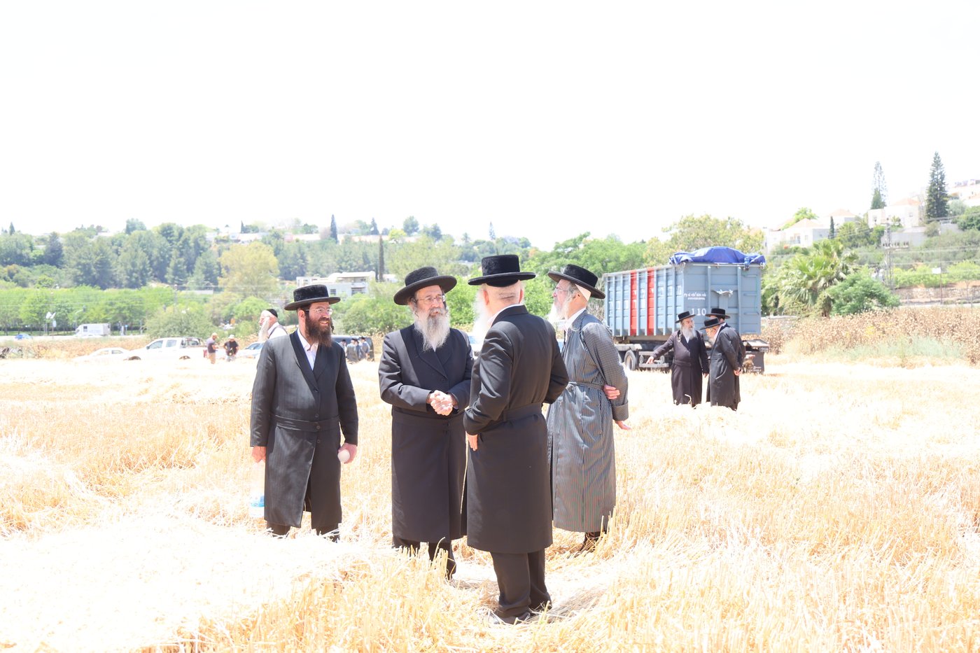 בד"ץ העדה החרדית בקצירת חיטים