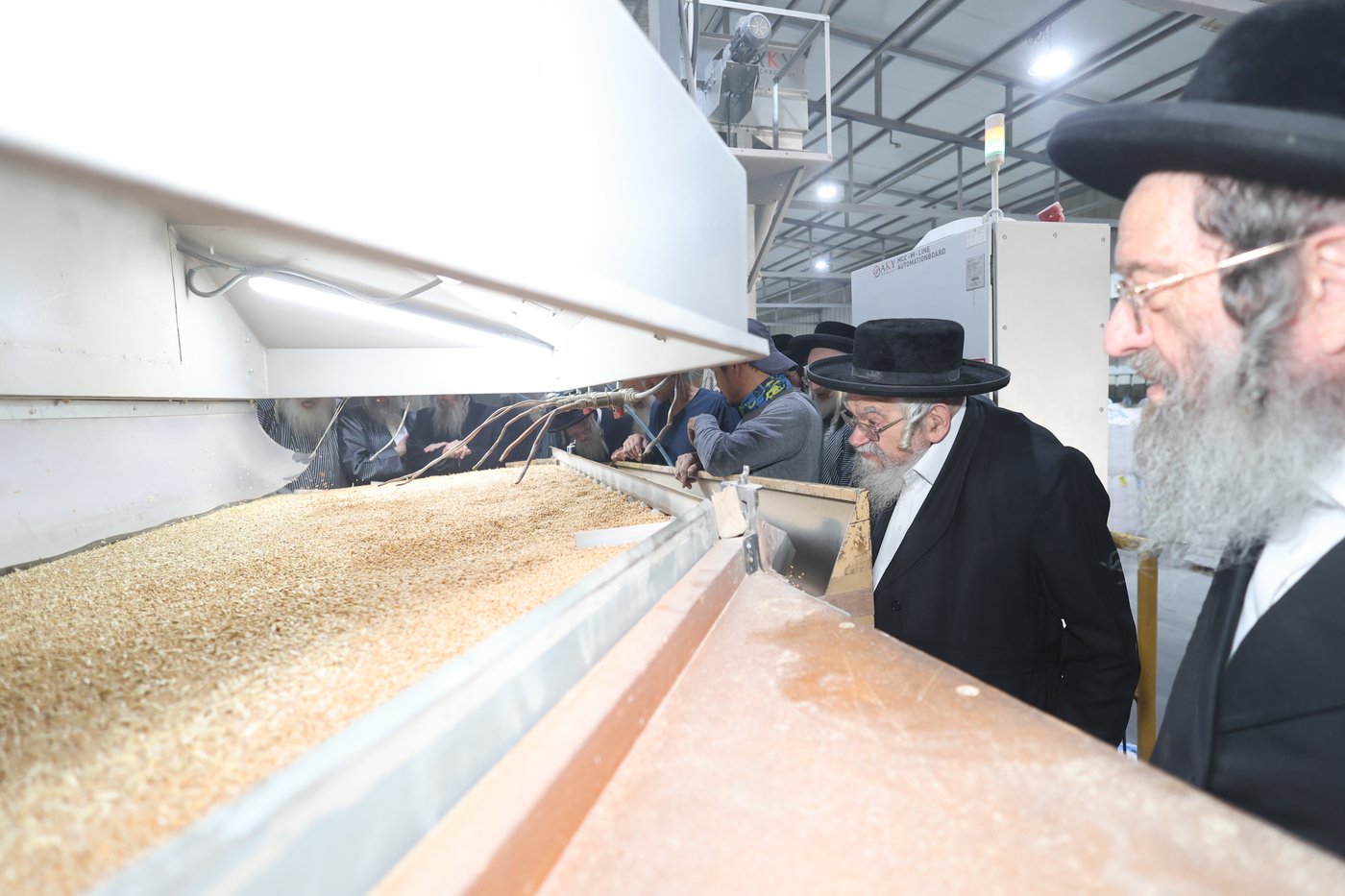 בד"ץ העדה החרדית בקצירת חיטים