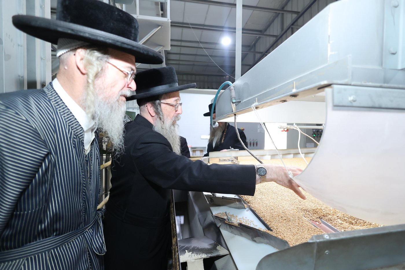 בד"ץ העדה החרדית בקצירת חיטים