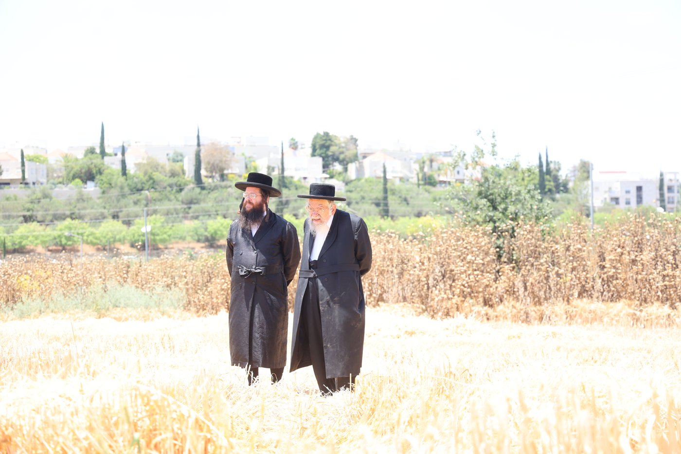 בד"ץ העדה החרדית בקצירת חיטים