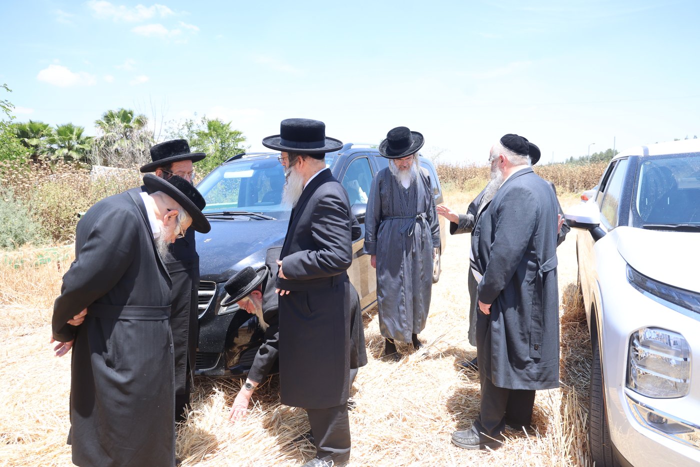 בד"ץ העדה החרדית בקצירת חיטים