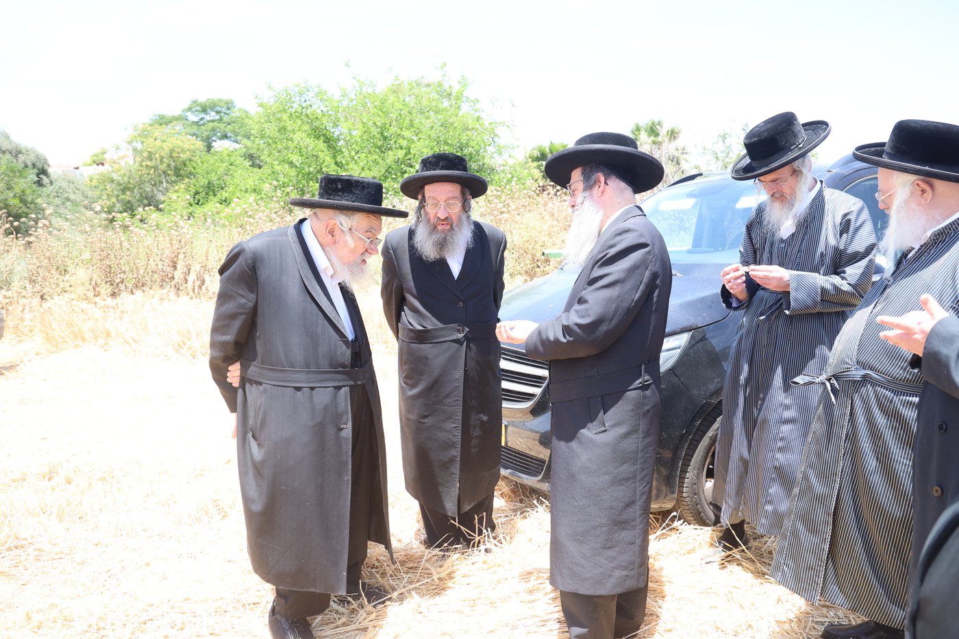 בד"ץ העדה החרדית בקצירת חיטים