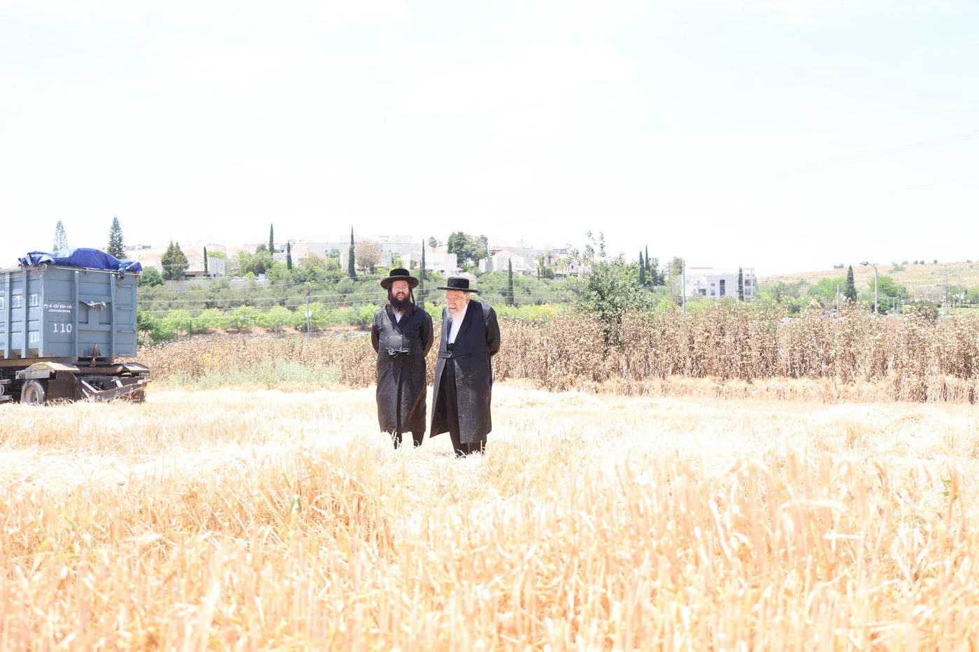 בד"ץ העדה החרדית בקצירת חיטים