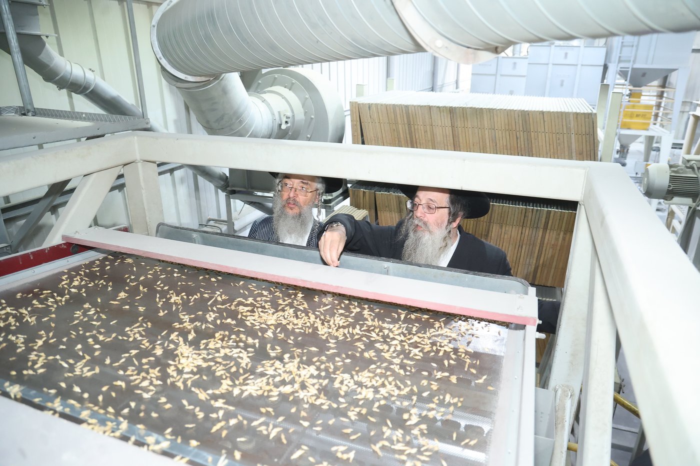בד"ץ העדה החרדית בקצירת חיטים