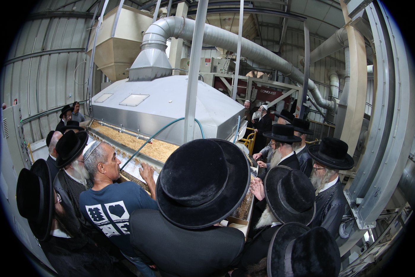 בד"ץ העדה החרדית בקצירת חיטים