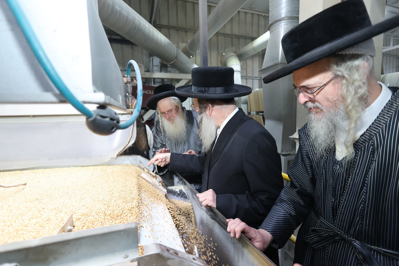 בד"ץ העדה החרדית בקצירת חיטים
