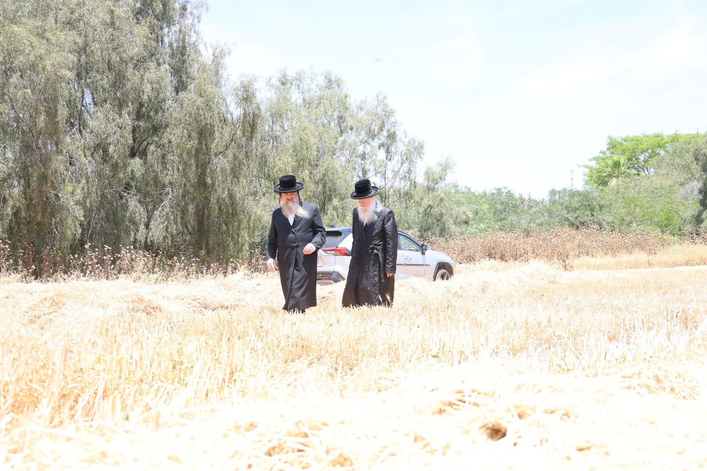 בד"ץ העדה החרדית בקצירת חיטים