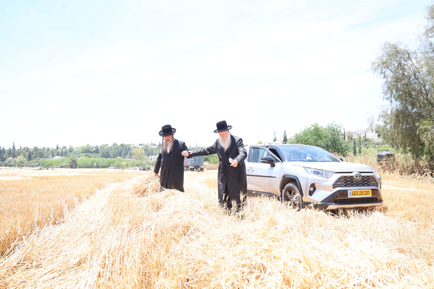 בד"ץ העדה החרדית בקצירת חיטים