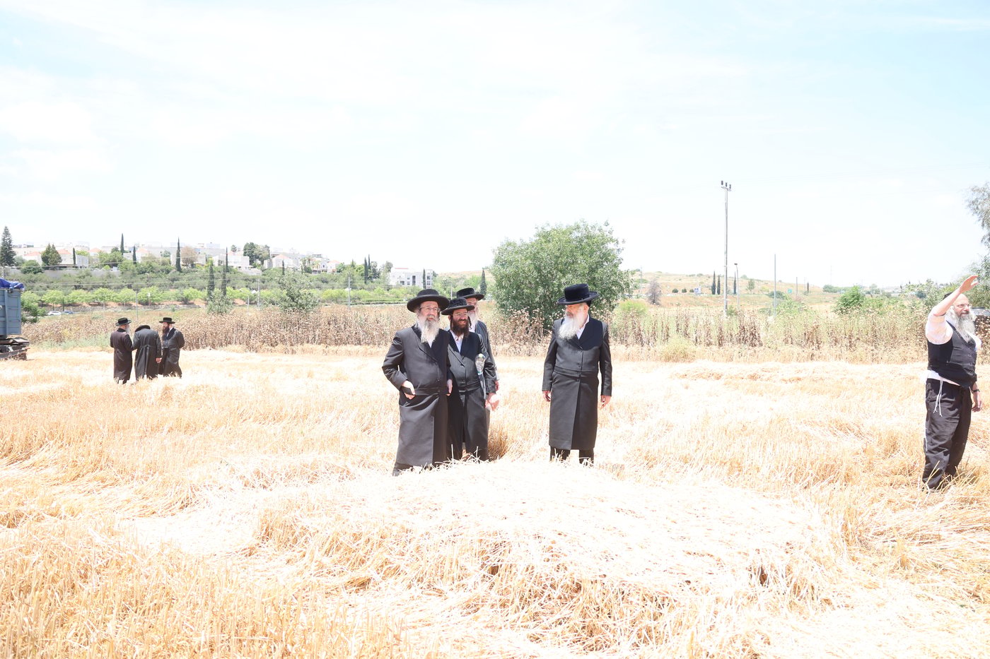 בד"ץ העדה החרדית בקצירת חיטים